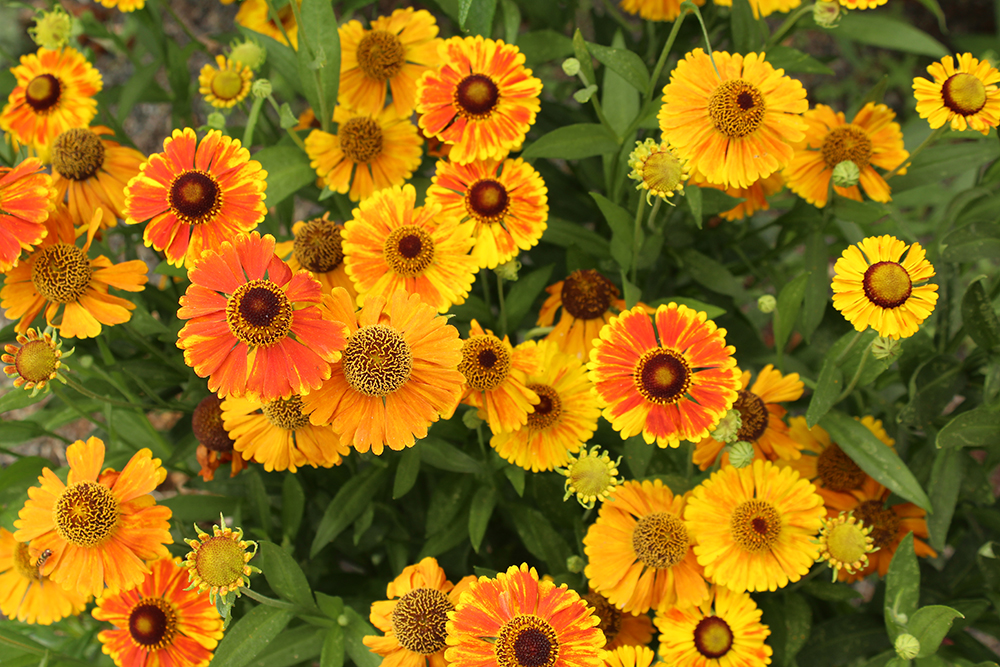 Rudbeckia at The Oregon Garden in July